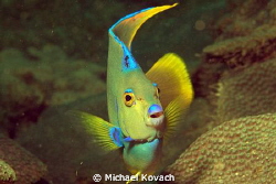Townsend Angelfish on the Big Coral Knoll off the beach a... by Michael Kovach 